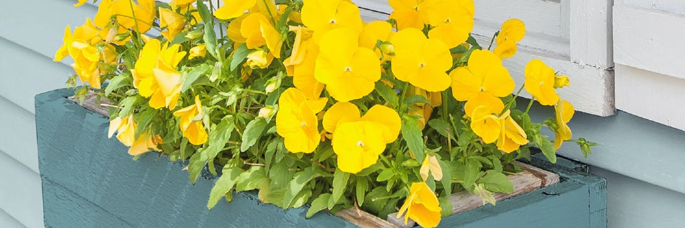 Color Trends for Outstanding Curb Appeal in 2021